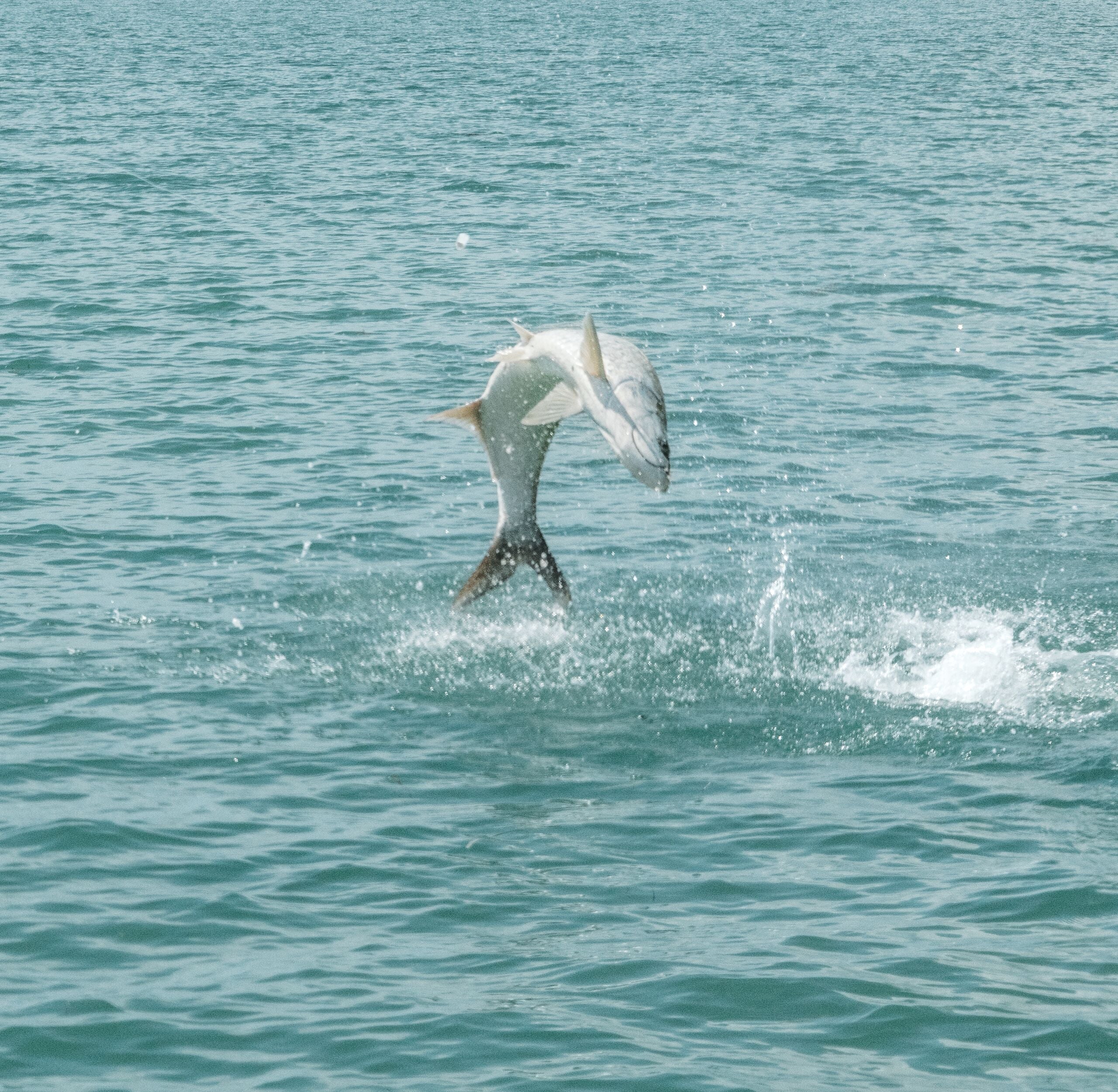 Tarpon Camp '26