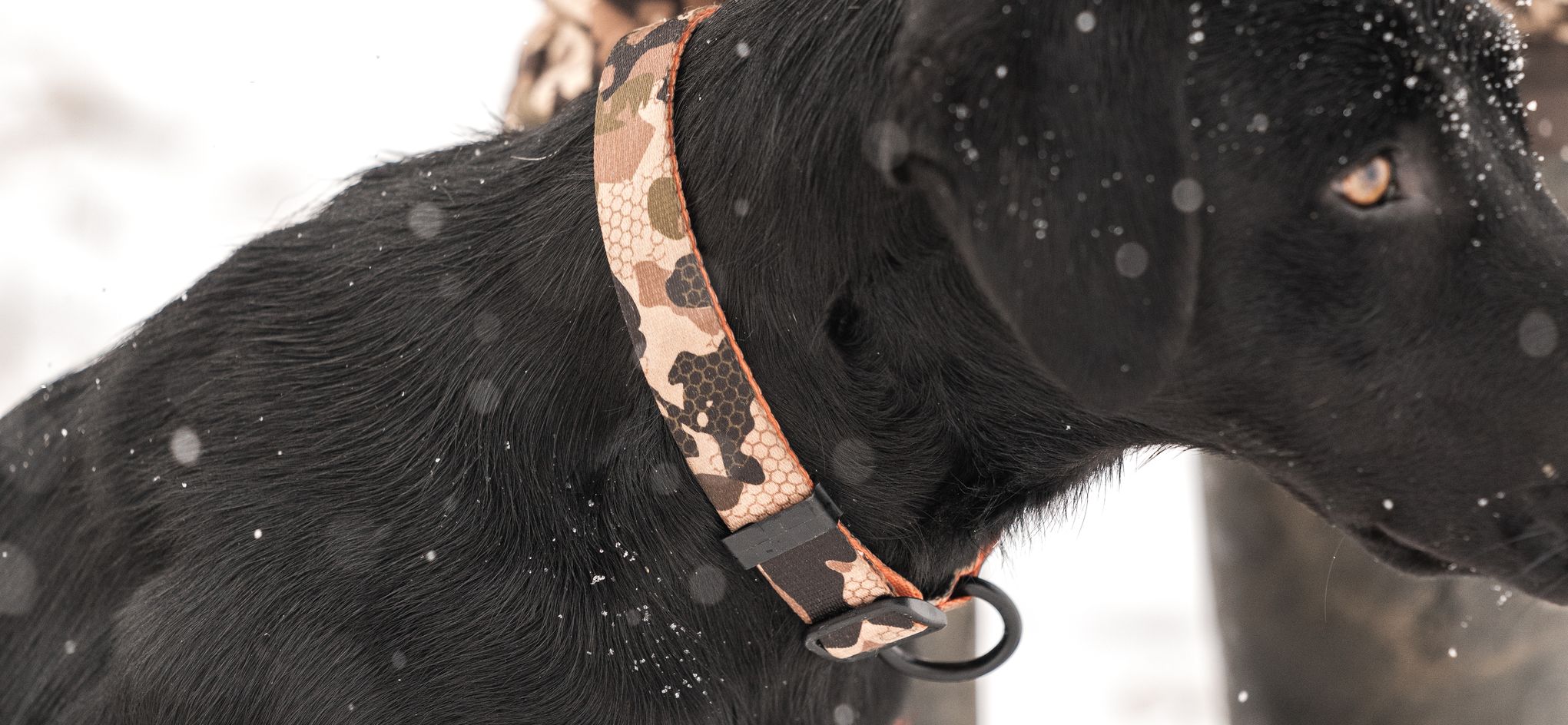 Dog Accessories